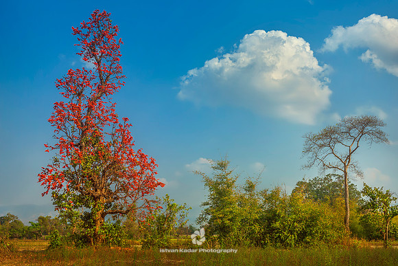 Let-pan Tree (Bombax Ceiba)