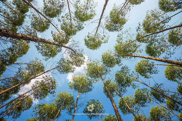 Eucalyptus Tree Plantation