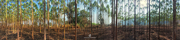 Eucalyptus Tree Plantation