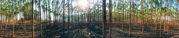 Eucalyptus Tree Plantation