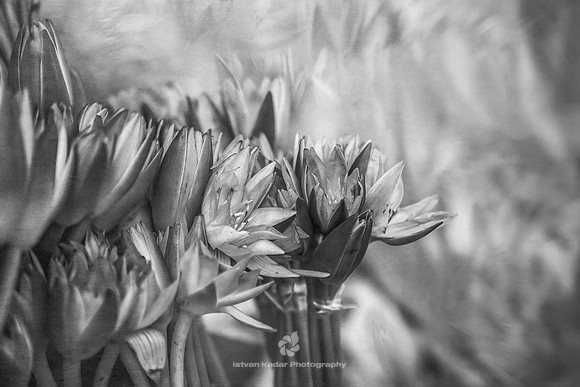 Bouquet de Nénuphars