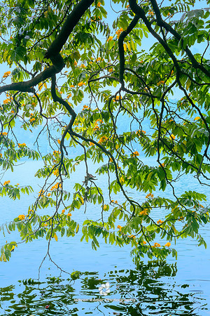 Hoan Kiem Lake In The Season Of Slit Gong- Shaped Flowers (Barringtonia Acutangula)