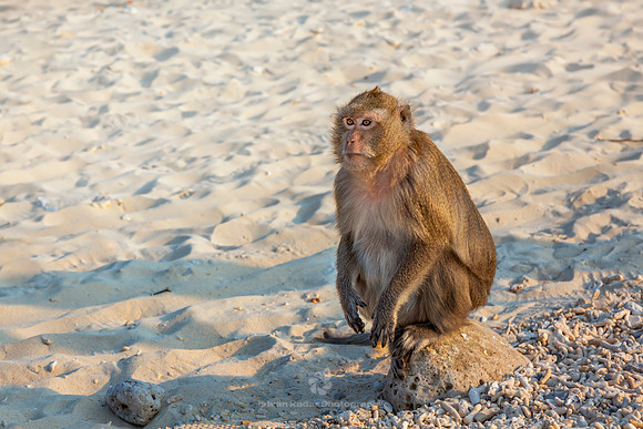 Macaque Sitting on the Beach at Monkey Island, Vietnam
