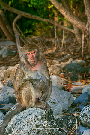 Macaque at Monkey Island (Cat Dua Island), Vietnam