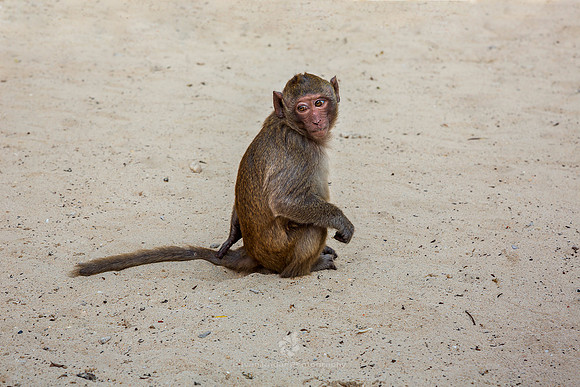 Young Macaque on the Beach at Monkey Island (Cat Dua Island), Vi