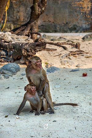 Love and Motherhood, Monkey Island, Ha Long Bay
