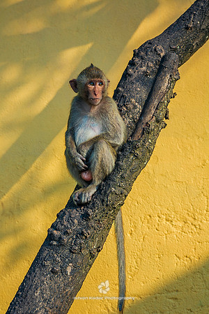 Macaque on Tree, Monkey Island (Cat Dua Island), Vietnam