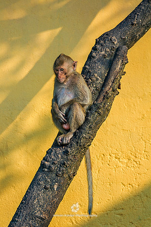 Macaque on Tree, Monkey Island (Cat Dua Island), Vietnam