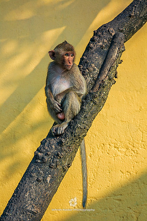 Macaque on Tree, Monkey Island (Cat Dua Island), Vietnam