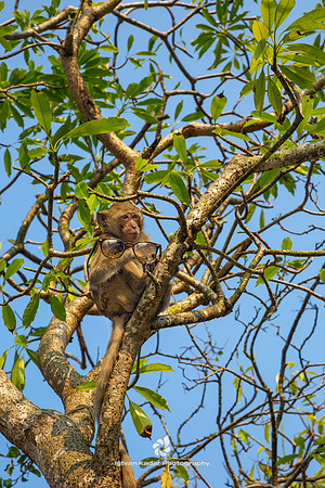 Thief Monkey
