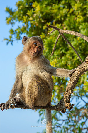 Macaque on Tree, Monkey Island (Cat Dua Island), Vietnam