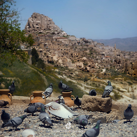 Cappadocian Pigeons