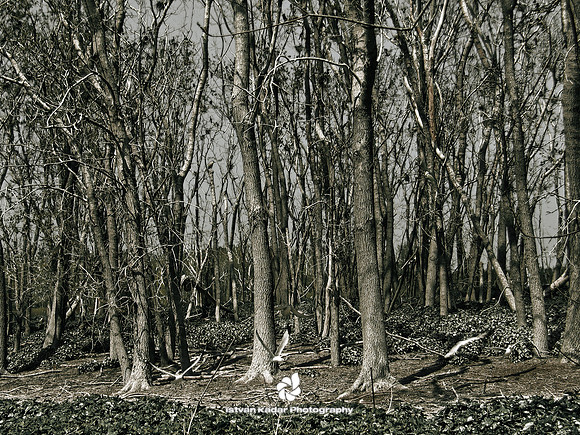 Desolation
