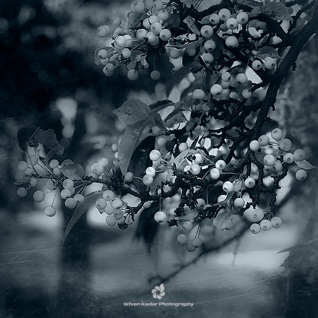Winter Berries