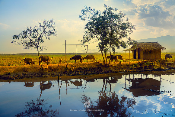 Water Buffalos, Myanmar