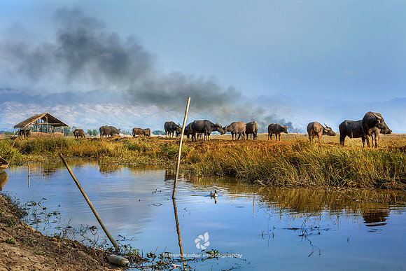 Buffalo Farm, Myanmar