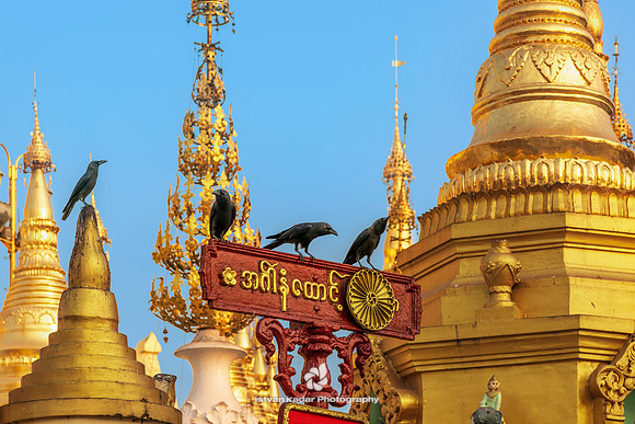 Holy Crows Waiting for Offered Food, Shwedagon Pagoda, Yangon, Myanmar