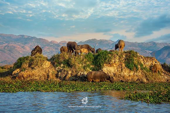 Water Buffalos, Inle Lake, Myanmar