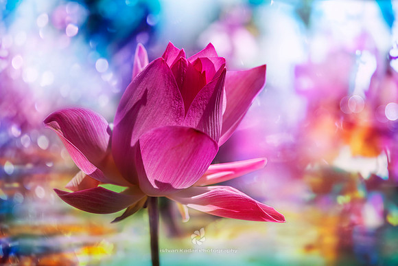 Pink Water Lily