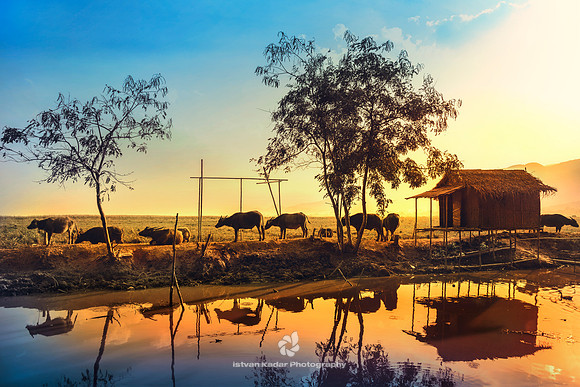 Sunset with Water Buffalos, Myanmar