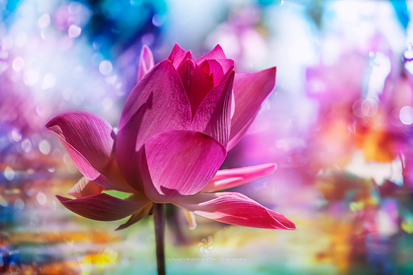 Pink Water Lily