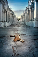 Cat Nap at Kuthodaw Pagoda, Myanmar