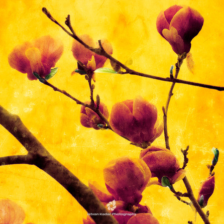 Magnolias