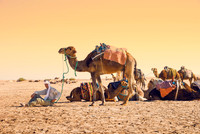 Camel and His Master