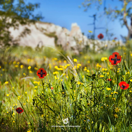 Wild Poppies