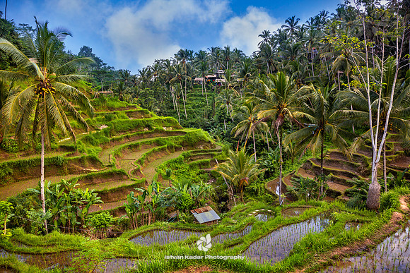 Tegallalang Rice Terraces, Bali