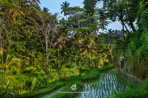Tegallalang Rice Paddy Fields, Bali