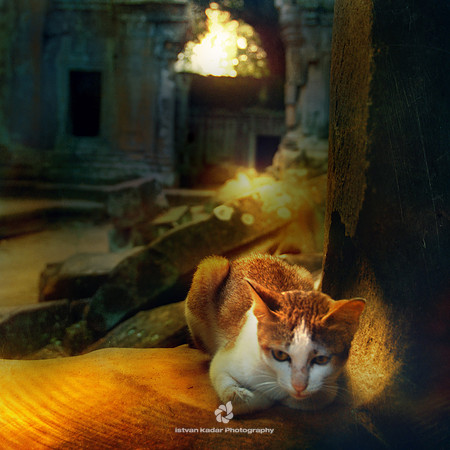 Cat in the Ruins