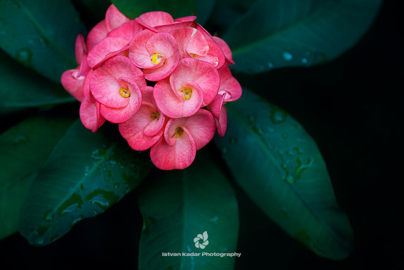 Euphorbia Milii (Crown of Thorns)