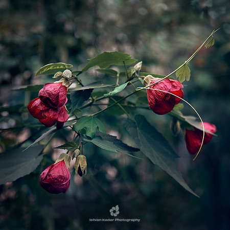 Abutilons