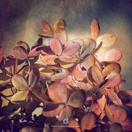 Withering Bloom
