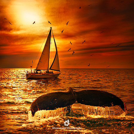 "Atlantic Ocean", "Banderas Bay", "Humpback Whale", Mexico, "Puerto Vallarta", birds, boat, landscape, ocean, sailing, sailing, sea, sunset, "whale tale", "whale watching", red