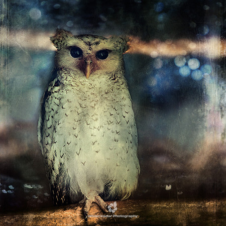 The Wise