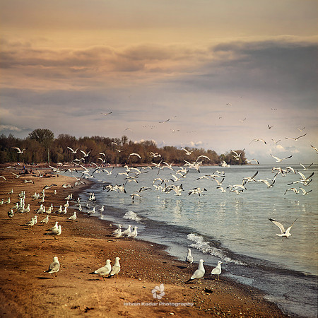 Beach with Seagulls - 2011