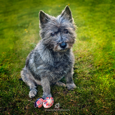 The Egg Hunter