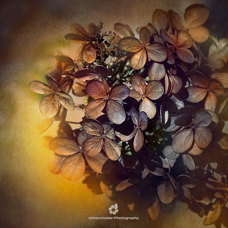 Healing Bloom
