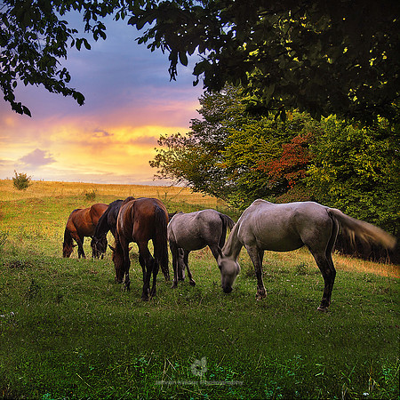 Horse Pasture