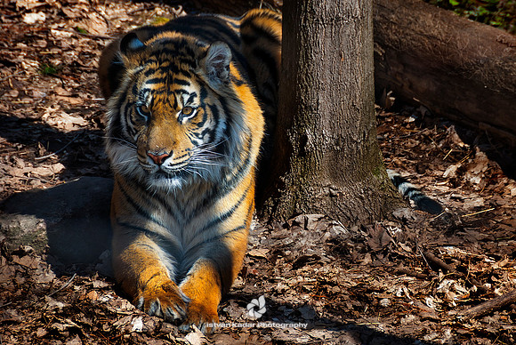 "Charismatic megafauna", Indomalaya, "Panthera tigris", "Sumatran Tiger", ambush, "big cat", mammal, nature, "obligate carnivore", predator, tiger, "wild animal"