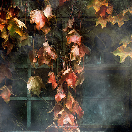 Before the Last Leaves Fall