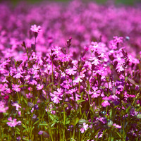 FLORA