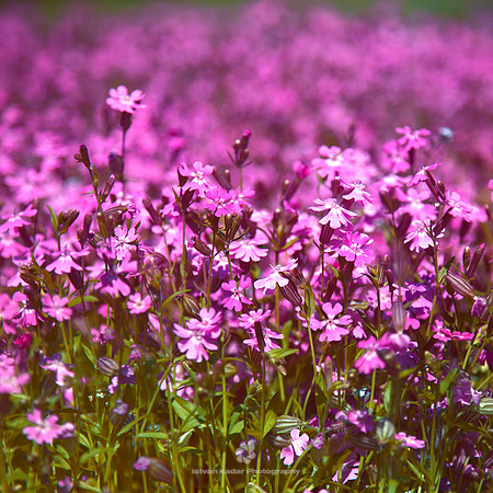 Field of Pink