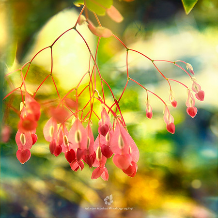Cluster of Love