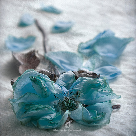 Blue Rose
