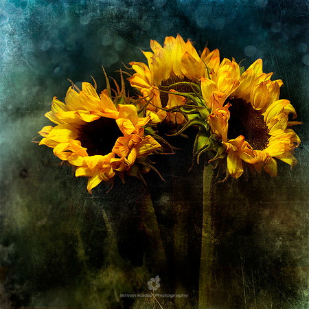 Lean Towards the Sun