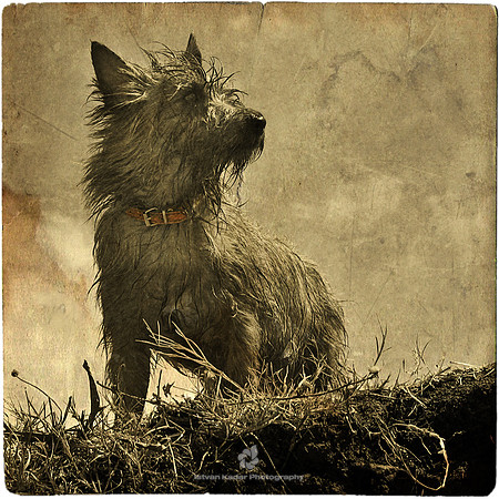 Dog Wish