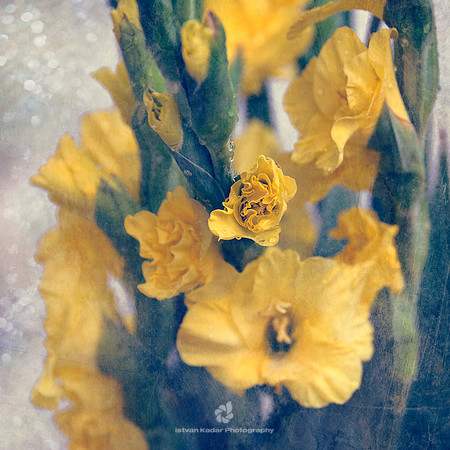 Glaucous Gladiolus